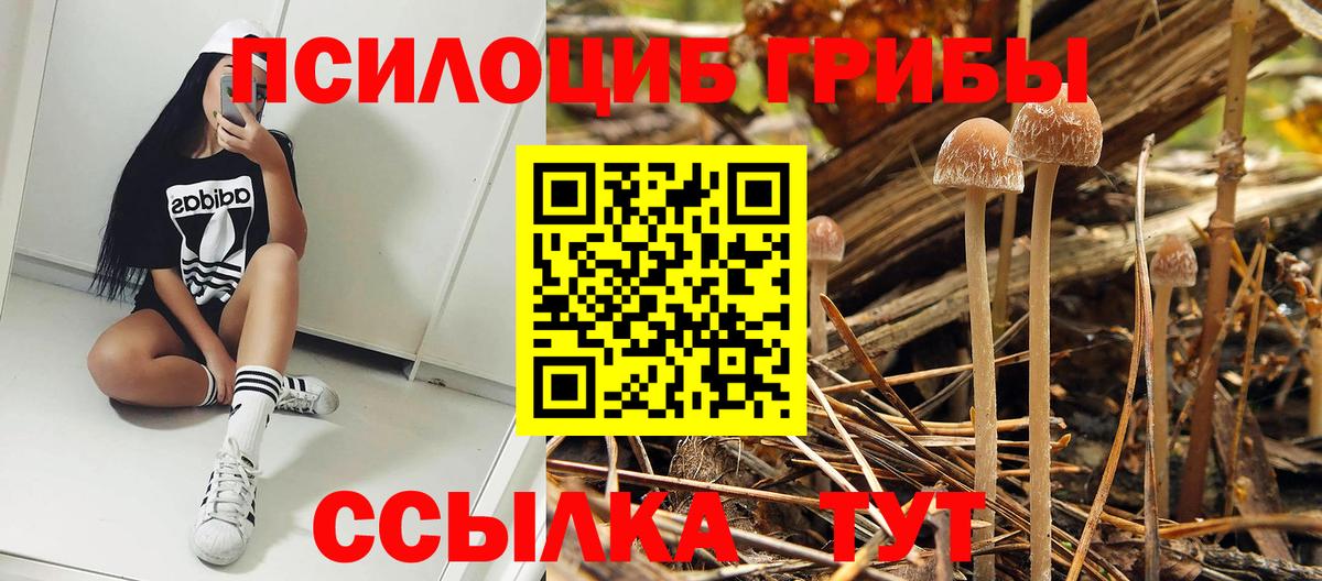 Псилоцибиновые грибы Cubensis Кудрово